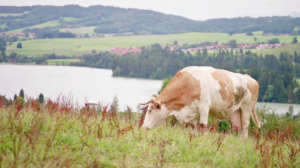 Giftige Gräser können für Kühe und Pferde tödlich sein. | Bild: BR