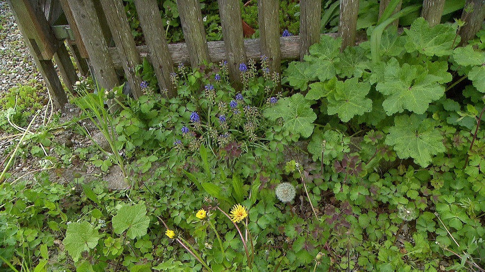 "Schlampige" Ecken machen Gärten insektenfreundlich. | Bild: BR