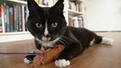 Gut zu wissen macht den Test: Lieben Katzen Menschen, Futter oder Spielzeug? | Bild: BR