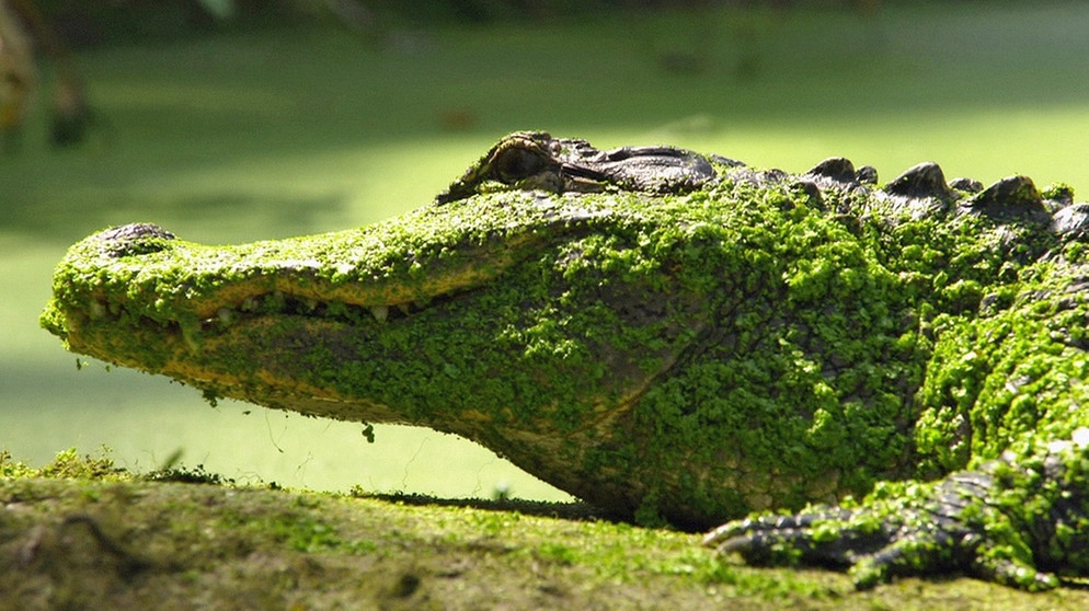 Ein Krokodil, das als Haustier gehalten wurde. Nun lebt der Exot in einer Auffangstation. | Bild: BR