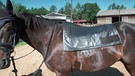 Pferd mit einer Sensormatte zur Druckmessung beim Reiten. | Bild: BR