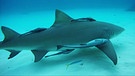 Ein Hai schwimmend am Meeresgrund. Haie besitzen eine große Leber, die begehrt ist für Kosmetika und medizinische Produkte. Bäckerhefe könnte Haie in Zukunft besser schützen. | Bild: BR/Gut zu wissen