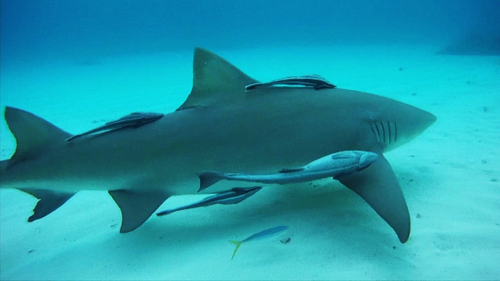 Ein Hai schwimmend am Meeresgrund. Haie besitzen eine große Leber, die begehrt ist für Kosmetika und medizinische Produkte. Bäckerhefe könnte Haie in Zukunft besser schützen. | Bild: BR/Gut zu wissen