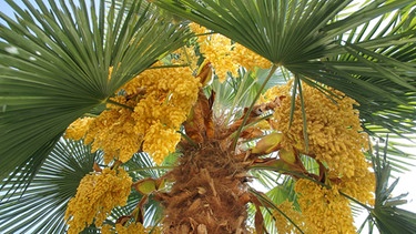 Hanfpalme wird zur Gefahr für heimische Pflanzen. Blick in die Baumkrone mit Blütenständen.  | Bild: picture-alliance/blickwinkel