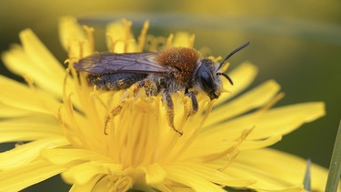 Dunkle Honigbienen sind in Deutschland selten geworden. Bienenforscher versuchen ihre Art zu retten.  | Bild: picture-alliance/dpa