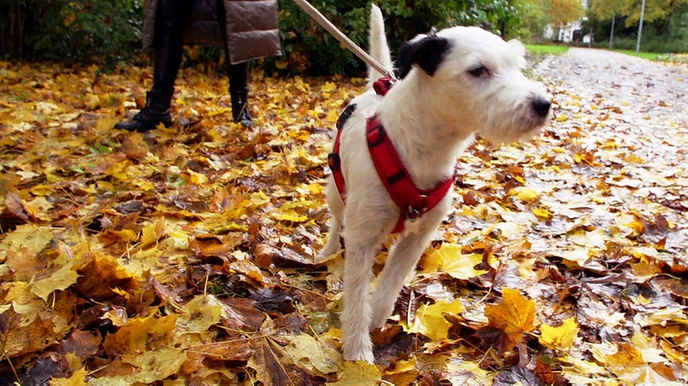 Spaziergang mit Hund: Hinterlassenschaften und konventionelles Hundefutter belasten die Umwelt.  | Bild: BR/Gut zu wissen