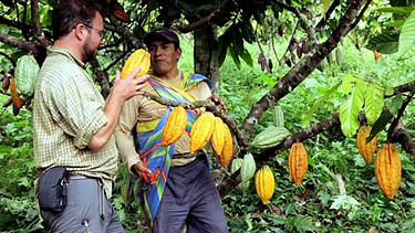 Kakaoanbau in Peru | Bild: BR