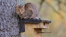 Katze sitzt auf einem Vogelnistkasten.  | Bild: picture alliance / blickwinkel/F. Hecker | F. Hecker