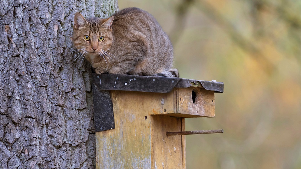 Katze sitzt auf einem Vogelnistkasten.  | Bild: picture alliance / blickwinkel/F. Hecker | F. Hecker