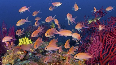 Mittelmeer-Fahnenbarsche (Anthias anthias) im Korallenriff vor der Insel Capri, Italien
| Bild: picture alliance/imageBROKER