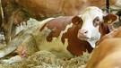 Kühe im Kuhstall. Was machen die Tiere, dass Bauernhofkinder besser vor Allergien schützt als Stadtkinder? | Bild: BR