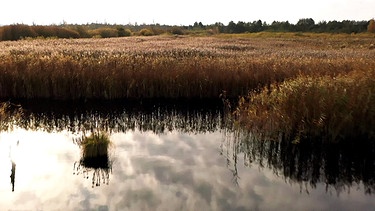Moorlandschaft in Niedersachsen. Moore sind nicht nur Wasserspeicher und Lebensraum für seltene Arten. Sie können auch das Klima retten.  | Bild: BR/Gut zu wissen