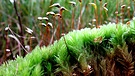 Gemeines Weissmoos, eine seltene Moosart wächst auf sauren, zeitweise vernässten, kalkfreien Standorten. Moose sind nicht nur grün, sie können auch ganz unterschiedliche Farben und Formen annehmen.  | Bild: BR/Gut zu wissen