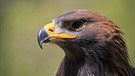 Steinadler - der Greifvogel ist geschützt und kommt im Nationalpark Berchtesgaden vor. | Bild: picture-alliance/dpa