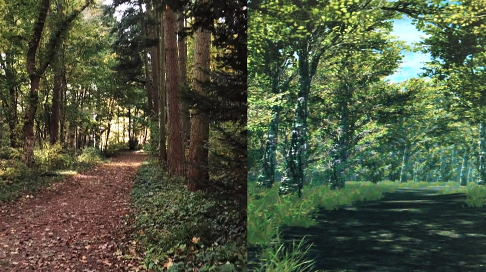 Bild gesplittet: Blick in einen Waldweg. Spaziergänge in der Natur live oder virtuell wirken heilsam.  | Bild: BR/Gut zu wissen