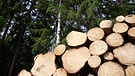 Holzlager im Wald sind Brutstätten für den Borkenkäfer.  | Bild: BR/Gut zu wissen