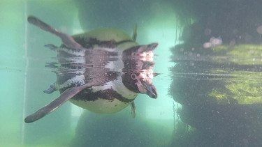Pinguin unterwasser schwimmend. | Bild: BR