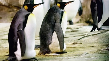 Brütender Pinguin mit männlichen Partner. | Bild: BR/Gut zu wissen