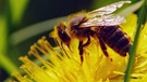 Bienen sammeln Pollen bei ihren Blütenbesuchen. Doch bei welchen Blüten waren sie zu Besuch.  | Bild: BR