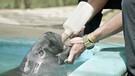 Ein Seekuh-Baby wird mit Fläschchen gefüttert. | Bild: BR