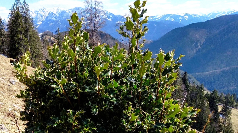 Eine Stechpalme auf 1.300 Meter entdeckt in den bayerischen Voralpen. Stechpalmen brauchen eigentlich mildes feuchtes Klima. Sie sind am Atlantik, im Westen Europas sowie in Italien heimisch.  | Bild: BR
