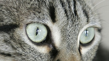 Augen eines Katers | Bild: picture alliance/imageBROKER