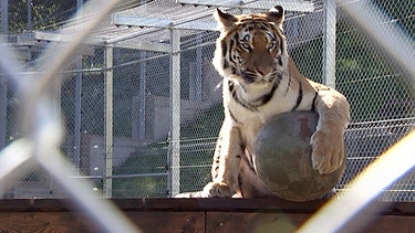 Gerettete Tigerdame Cara lebt in der Artenschutzstation Tierart von Vier Pfoten.  | Bild: BR/Gut zu wissen