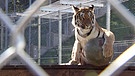 Gerettete Tigerdame Cara lebt in der Artenschutzstation Tierart von Vier Pfoten.  | Bild: BR/Gut zu wissen