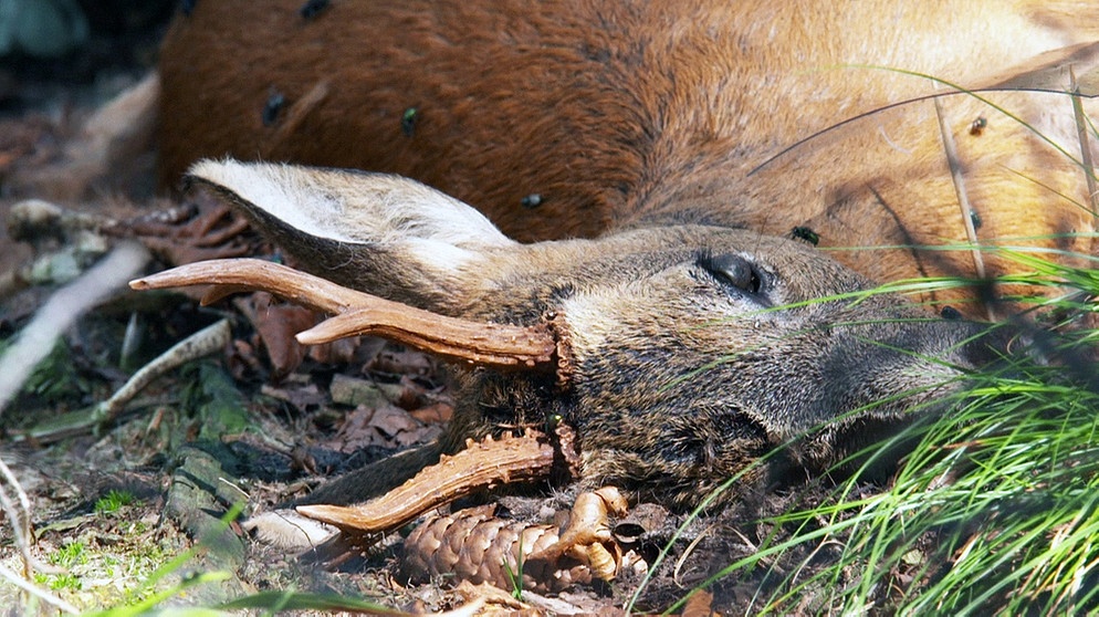 Toter Rehbock im Wald | Bild: BR/Gut zu wissen