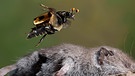 Totengräber fliegt auf Kadaver einer Maus | Bild: picture-alliance/imageBROKER | André Skonieczny