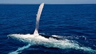 Die besonders geformten Brustflossen eines Buckelwals inspirierten Wissenschaftler zu neuen Rotorblättern bei Windkraftanlagen. | Bild: picture alliance/imageBROKER