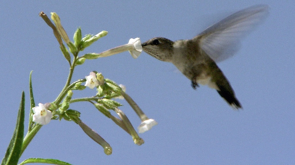 Kolibri bestäubt Wilden Tabak | Bild: BR