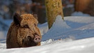 Wildschwein im Schnee. Mit GPS Sendern werden die Wildschweine im Nationalpark Bayerischer Wald überwacht.  | Bild: picture alliance / blickwinkel/M. Kuehn
