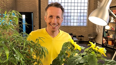 "Gut zu wissen"-Moderator Willi Weitzel mit Sonnenblumen und Bambus. Pflanzen sind fest verwurzelt und doch können sie sich schnell bewegen.  | Bild: BR/Gut zu wissen