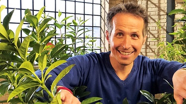 "Gut zu wissen"-Moderator Willi Weitzel mit Pflanzen im Studio.  | Bild: BR/Gut zu wissen