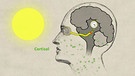 Grafik: Sonnenlicht schmeißt die innere Uhr im Gehirn an und der Körper schüttet das Hormon Cortisol aus. | Bild: BR