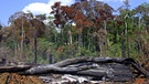 Die Abholzung des Regenwaldes bedroht die Lebensräume der Tiere und begünstigt den Ausbruch von Infektionskrankheiten. | Bild: picture-alliance/dpa