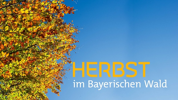 Sendungsbild "Herbst im Bayerischen Wald" | Bild: picture-alliance/dpa; Montage: BR