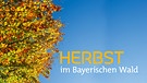 Sendungsbild "Herbst im Bayerischen Wald" | Bild: picture-alliance/dpa; Montage: BR