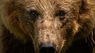 Freilebende Raubtiere: Zu viel Schutz für Bär und Wolf? | Bild: picture alliance / Zoonar | Ralf Bitzer
