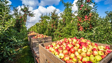 Kisten voller Äpfel in einer Apfelplantage | Bild: stock.adobe.compowell83