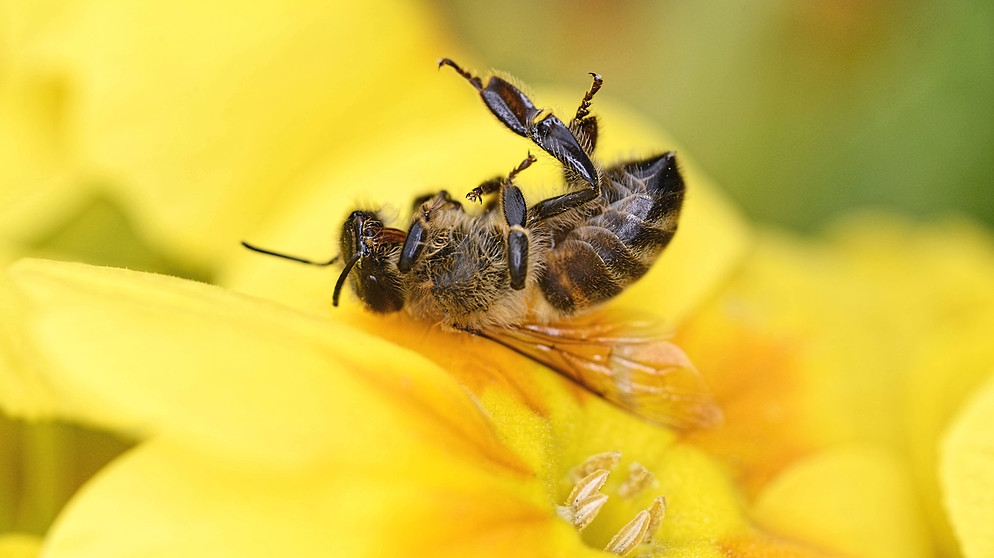 Tote Honigbiene auf einer Blüte | Bild: picture-alliance/dpa