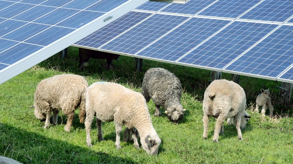 Schafe grasen zwischen Solarpanels | Bild: picture alliance / ZB | Waltraud Grubitzsch