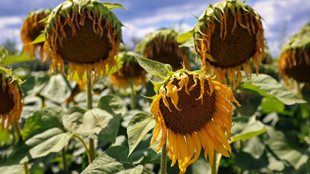 Welke Sonnenblumen auf einem Feld | Bild: picture alliance / Zoonar | Norman P. Krauß