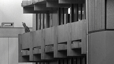 Ein maskierter arabischer Terrorist zeigt sich am 5.9.1972 auf dem Balkon des israelischen Mannschaftsquartiers im Olympischen Dorf der Münchner Sommerspiele.  | Bild: picture-alliance / Sven Simon