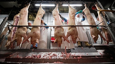 Symbolbild: Mitarbeiter eines Schlachthofs zerteilen am Fließband hängende Schweine | Bild: picture alliance/dpa | Mohssen Assanimoghaddam