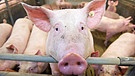 Schweine in einem Stall | Bild: picture alliance / dpa | Stefan Sauer