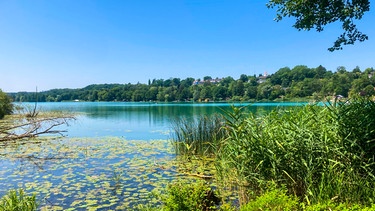 Vom Uferrand aus mit Schilf und Seerosenblättern blickt man auf den Pilsensee. | Bild: BR / Bewegte Zeiten Filmproduktion GmbH