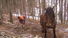 Pferd und Mann bei der Waldarbeit | Bild: BR
