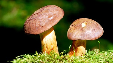 Pilze auf Waldboden | Bild: colourbox.com